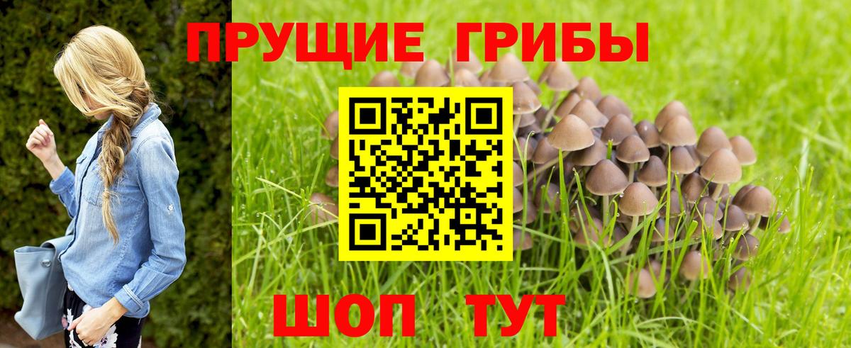 Псилоцибиновые грибы Psilocybine cubensis  Вход с VPN  Луховицы 